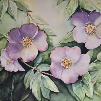 Rosa canina