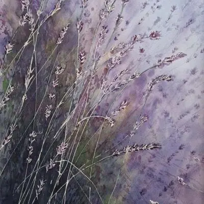 Lavanda 