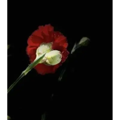 Franca Alleva Garofano Rosso - Sfumature d´Arte