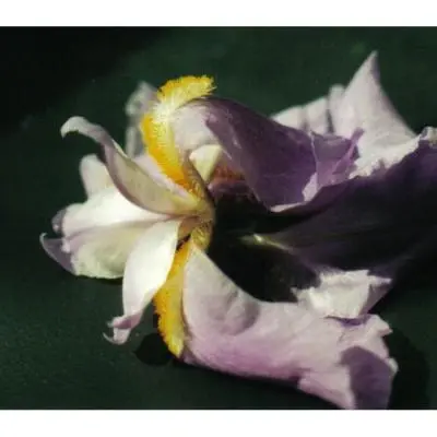 Franca Alleva Iris Fiore - Sfumature d´Arte