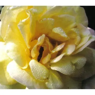 Rosa Rorida