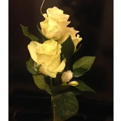 Franca Alleva Rose In Boccio - Sfumature d´Arte